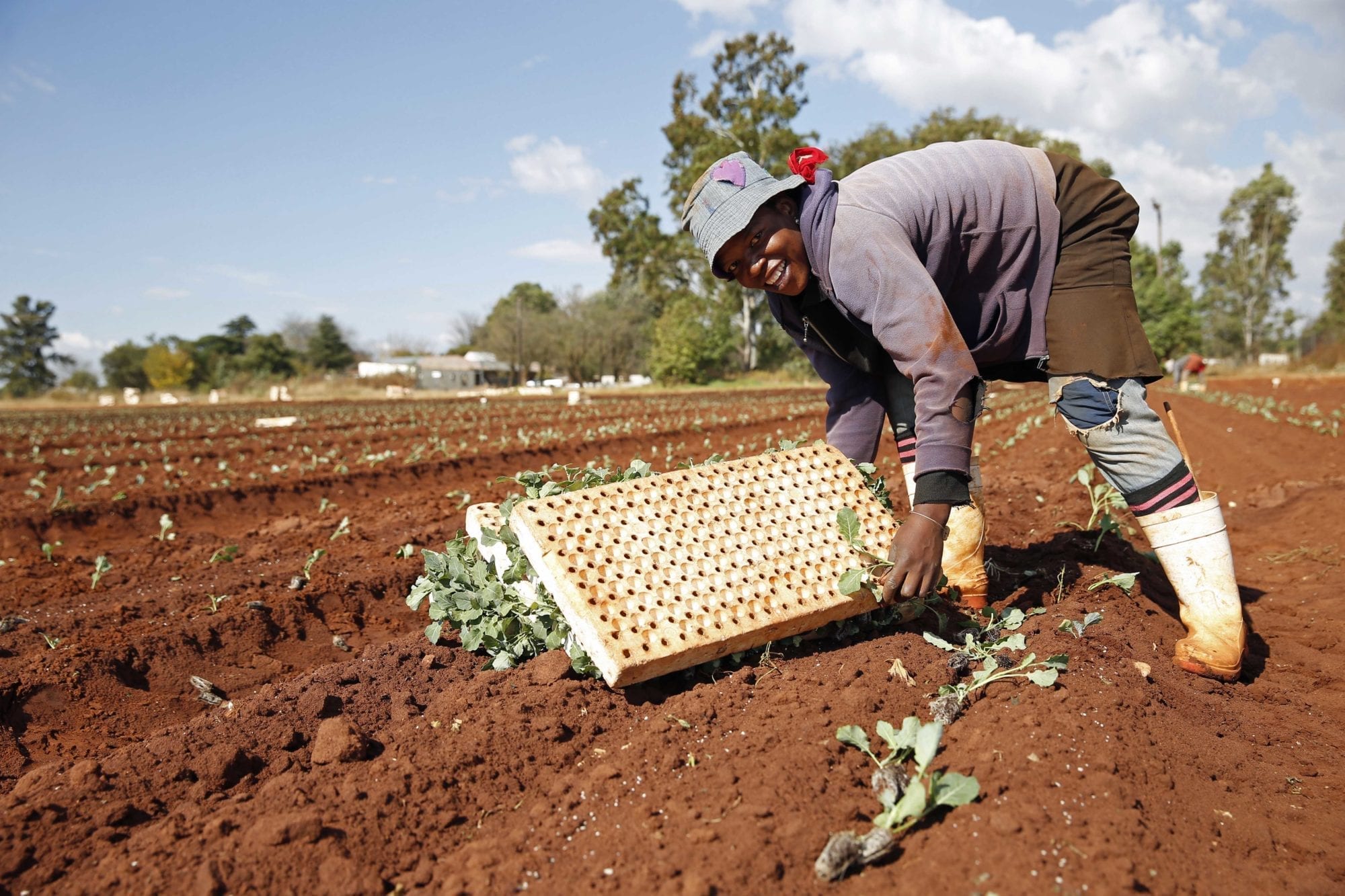 Jobs of agriculture in south africa